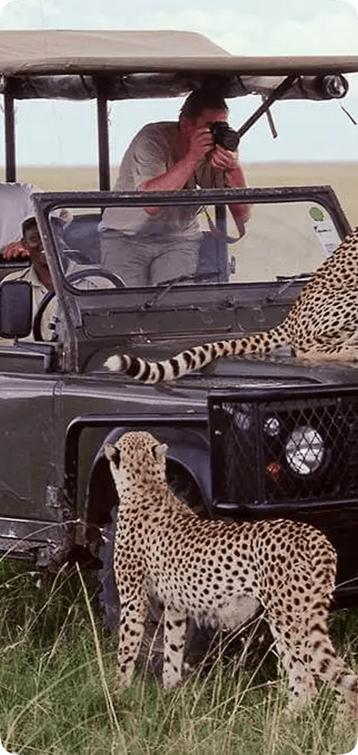 Wildlife Safaris
